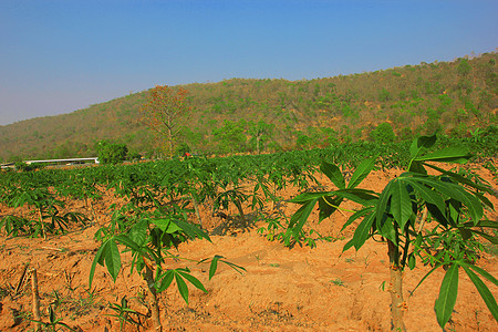 木薯种植园农民天空灌木蓝色土壤热带植物畜牧业农场蔬菜图片