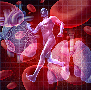 心血管系统生活方式赛跑者呼吸呼吸系统医疗耐力药品活动器官内脏图片
