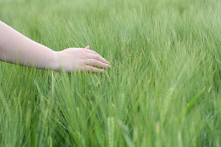 爱丽修天堂小路季节场地场景绿色女性柔软度小麦中风图片
