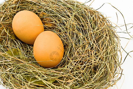 巢中的鸡蛋野生动物蛋壳营养鸟巢树木分支机构稻草食物生活鸟类图片