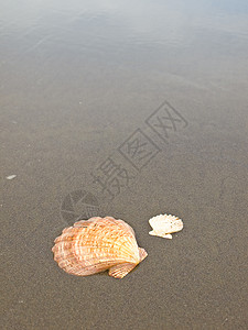 湿桑迪海滩上的扇贝壳旅行热带扇贝阳光涟漪支撑日光浴海洋闲暇波浪图片