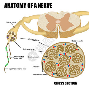 神经解剖学绘画横截面保健器官图表轴突学家疗法整脊生物学图片