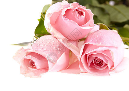 三朵粉红玫瑰加上水滴图片