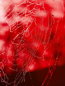 覆盖着闪烁下水道的红调蜘蛛网陷阱水晶昆虫圆圈反思危险珠宝丝绸薄雾几何学图片