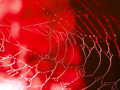覆盖着闪烁下水道的红调蜘蛛网昆虫宏观几何学珠宝水晶字符串反思飞沫陷阱圆圈图片