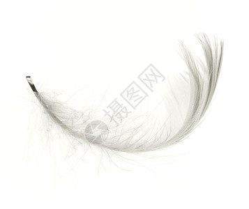 白羽毛重力悬浮鸟类柔软度团体重量配饰宏观自由翅膀图片
