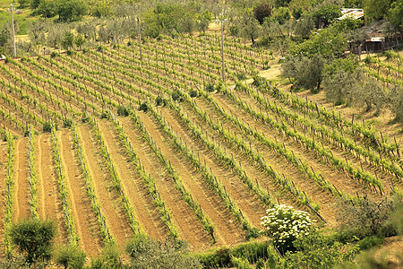 意大利图斯卡农庄食物国家绿色藤蔓植物场地农业酒厂风景乡村图片