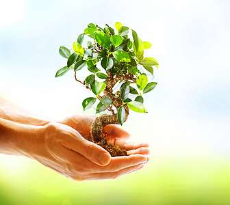 人类手中持有绿色植物 超越自然环境背景园艺天空棕榈生长土壤场地生活采摘环境太阳图片