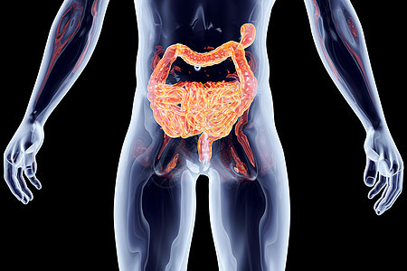 内脏  肠解剖学x光学习科学插图系统消化计算机生理男性背景图片