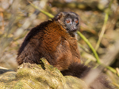 雷穆尔Eulemur 按摩器婴儿雨林动物哺乳动物眼睛动物园毛皮森林木头大腹图片