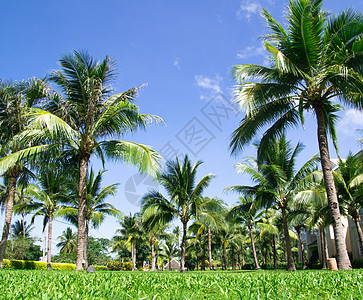 绿棕榈树棕榈情调太阳旅游叶子天空假期植物公园天堂图片
