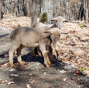 羔羊 绵羊生活肋骨产妇宝贝婴儿后代场地青年羊肉哺乳动物图片
