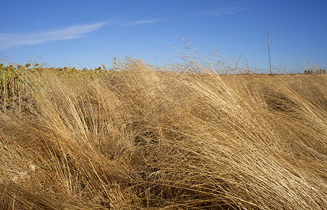 国家办事处草地天气牧歌阳光小麦远景天空石头信号农村图片
