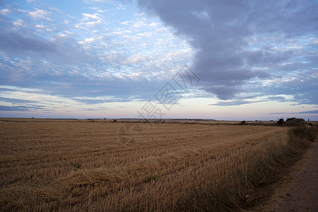 西班牙语农村地区犁沟远足日落麦田远景天气耳朵生活假期收获图片
