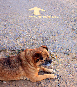 狗方式公司箭头动物乡村沥青黄色国家图片