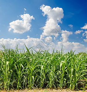 美丽的绿色绿玉米田土地麦田地面收成季节农场农田农村场景地平线图片