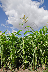 美丽的绿色绿玉米田季节蔬菜生长场地农村大麦农田生产场景天空图片