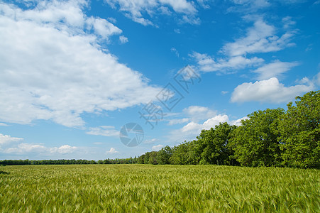 林木附近的绿麦田场景农业土地草地阳光草原农村生长农田国家图片
