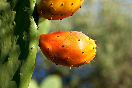 仙人掌上的刺梨冷却剂食物营养橙子花园养分叶子异国农村情调图片