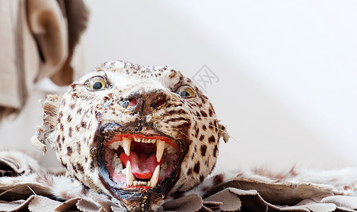 美洲虎地毯哺乳动物濒危野生动物力量工作室毛皮孩子们棕色猎豹动物图片