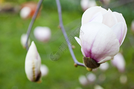 白木兰色调绿色树叶植物灯泡水果花束季节草地植物学图片