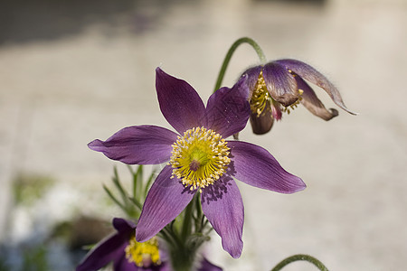 馅花花园色调鸢尾花水果季节植物学绿色紫色植物灯泡图片