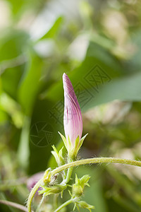 鲜花花色调花束水果花园礼物绿色灯泡分支机构植物季节图片