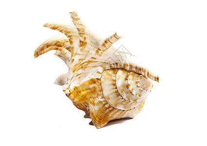 白上隔离的海壳软体动物图片