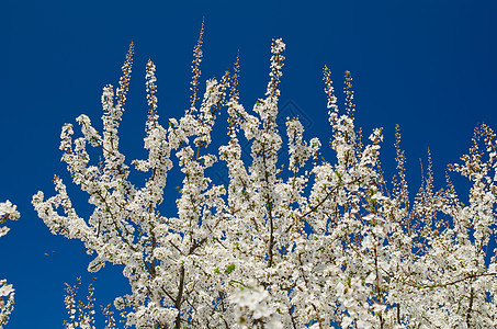 在蓝天上花朵白花的春树枝丛中季节农业植物荒野生长农场公园农村晴天蓝色图片