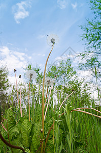 绿草地和蓝天空中的旧花粉环境气泡蓝色植物场地乳白色生长植物群宏观草地图片