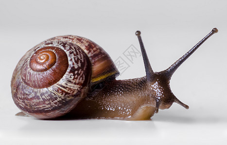 Snail 特写 宏观好奇心小鱼天线漏洞食物鼻涕虫田螺动物牛角螺旋图片