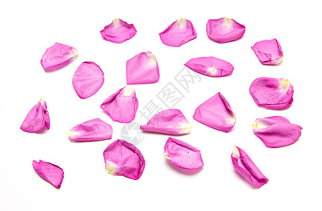 白色背景上的粉红玫瑰花瓣图案庆典装饰品玫瑰花瓣亮度花卉少女花朵红色粒子图片