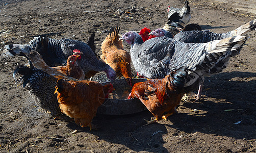 水边的鸡和火鸡鹅毛笔羽毛农场波峰栖息地母鸡生活农业翅膀男性图片