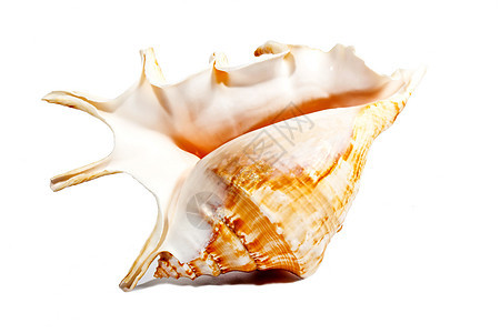 粉红和橙色海贝壳 在白色上隔离背景图片