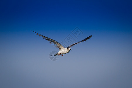 海鸥自由动物荒野翅膀海洋野生动物天空天堂鸟类玉米图片