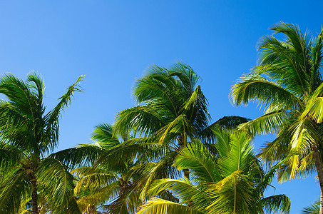 棕榈树公园植物旅行灌木丛椰子假期植物群晴天热带树干图片