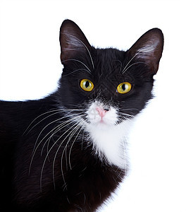 一只黄色眼睛的黑白猫的肖像图片