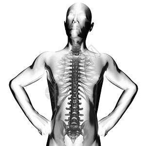 人类放射摄影扫描医院教育背痛射线生物学骨头躯干外科创伤诊断图片