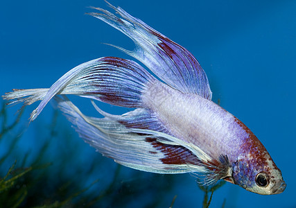 美丽的鱼的图片 贝塔花朵爱好运动情调芨芨草水族馆耀斑海浪游泳黑色力量图片