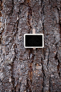 黑色黑板附在树皮背景上价格日志木材宏观写作棕色植物空白教育松树图片