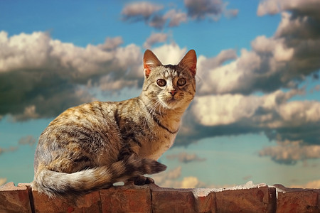 在天顶上的猫哺乳动物胡须小猫天空毛皮虎斑眼睛风暴猫咪动物图片