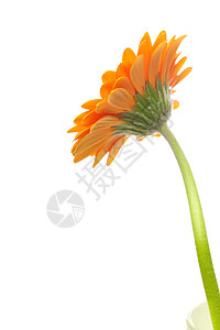 梅竹兰菊变化白色的高清图片