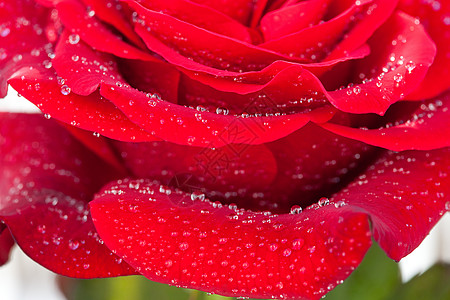 下着水滴的大红玫瑰背景的美丽大红玫瑰雨滴摄影宏观活力框架白色红色水平花瓣浪漫图片