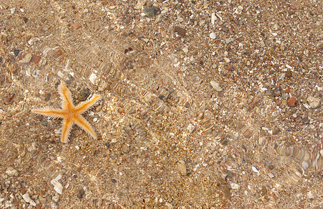 海滩上的海星海浪气候岛屿宠物旅行海景阳光生活星星身体图片