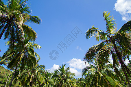 棕榈树植物叶子假期旅游椰子丛林森林天空爬坡道公园图片