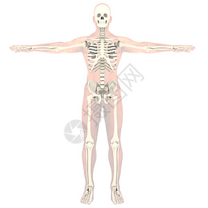 透明骨架科学身体骨头耐力生物骨骼教育背痛生物学蓝色图片