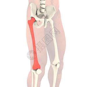 透明骨架圆圈男人耐力状况脊柱生物关节炎蓝色教育生物学图片