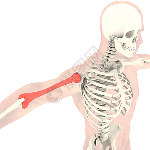 透明骨架骨头男性药品生物学韧带保健关节炎骨骼慢跑生物图片