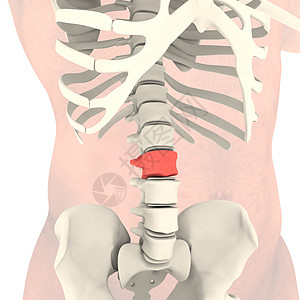 透明骨架脊柱保健生物学状况骨头教育身体骨骼男性插图图片