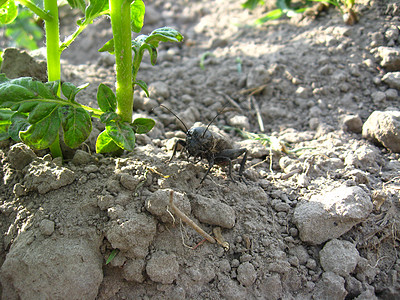 黑色丑陋的克赖洛塔帕鬣蜥身体土地昆虫爪子破坏者感染者害虫挖掘机农业图片